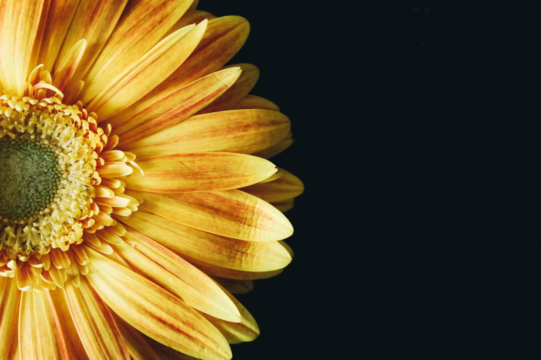 close up photography of yellow gerbera daisy flower